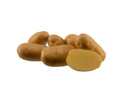 Sadbov zemiaky Agria - Holandsk odroda