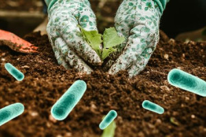 Baktrie do pdy  iv zklad zdravej zhrady a rodnho poa