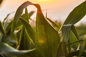 Agrotechnika pestovania kukurice
