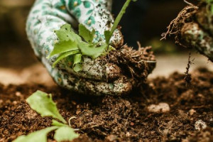 Trichoderma – silná prírodná ochrana pre vaše rastliny Trichoderma – silná prírodná ochrana pre vaše rastliny
