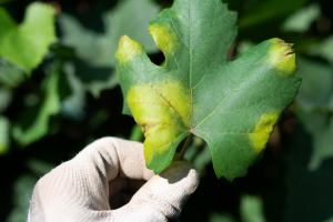 Peronospra vinia