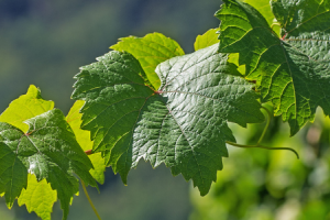 Zlat� �ltnutie vini�a � pr�znaky, ochrana a prevencia