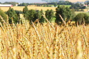 Agrotechnika pestovania pšenice špaldovej
