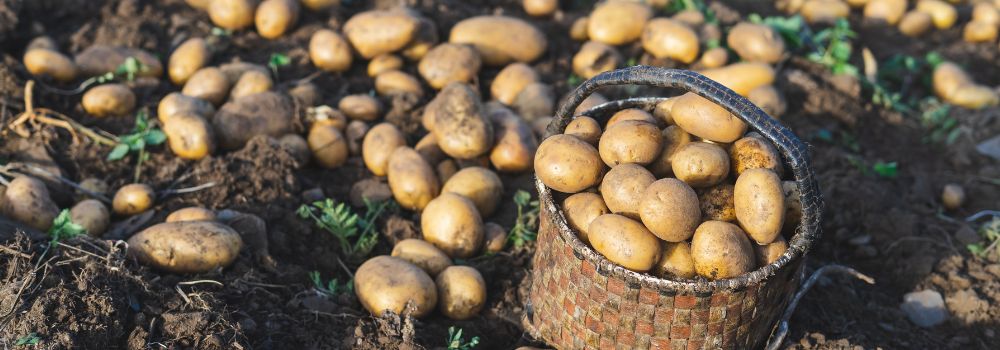 Ako si vybrať správnu zemiakovú sadbu?