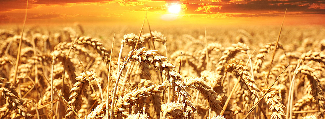 Agrotechnika pestovania pšenice