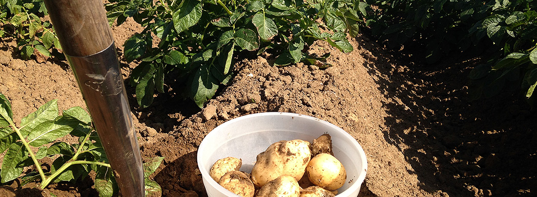 Agrotechnika pestovania zemiakov