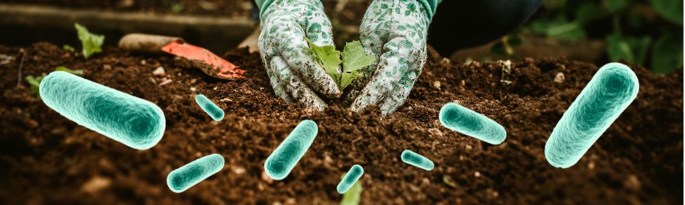 Baktrie do pdy  iv zklad zdravej zhrady a rodnho poa