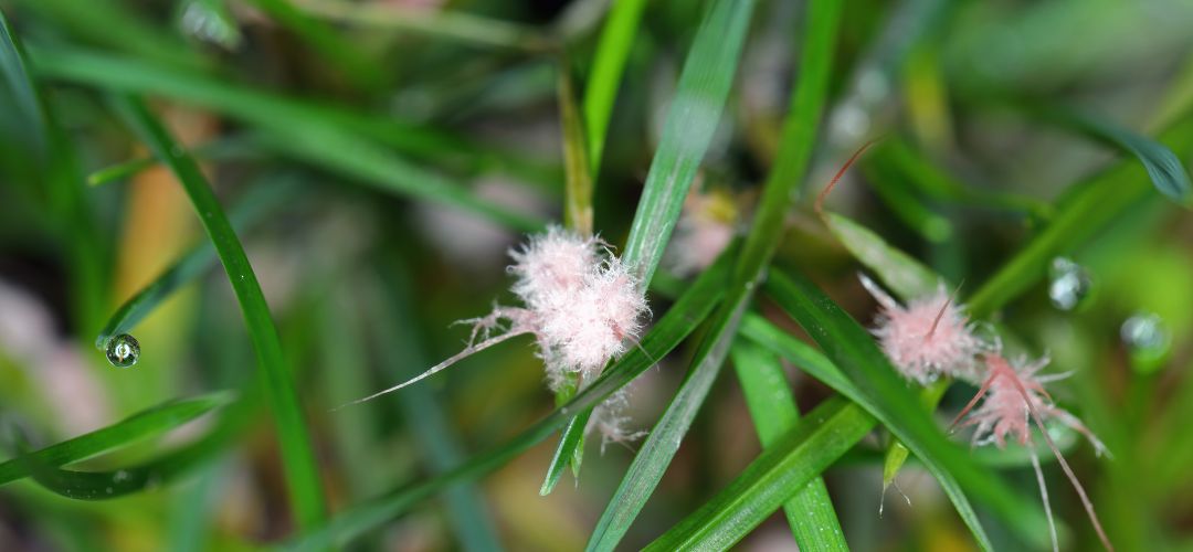 Obrzok trvnika postihnutho ervenou nitkovitosou s viditenmi ruovmi vlknami.