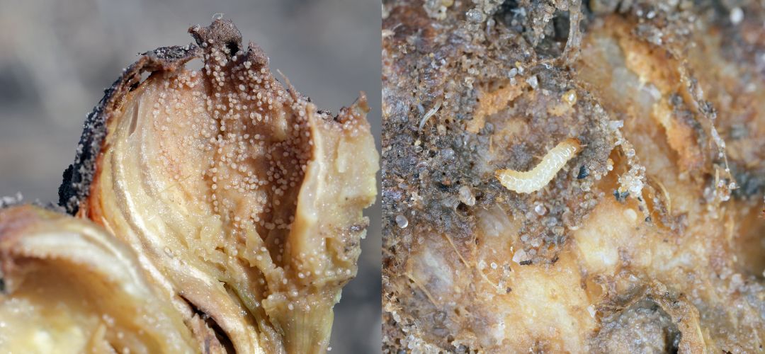 Obrzok: Prznaky fuzriovej hniloby na cibuli