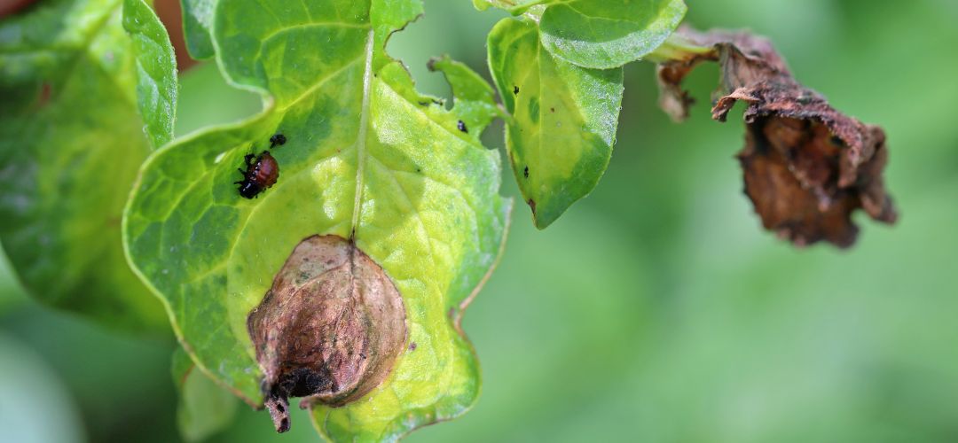 Obrzok detailu plesne zemiakovej na liste.