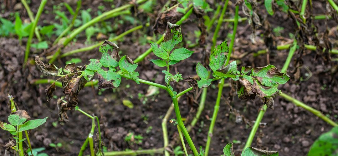 Mas�vne roz��renie plesne zemiakovej v poraste.