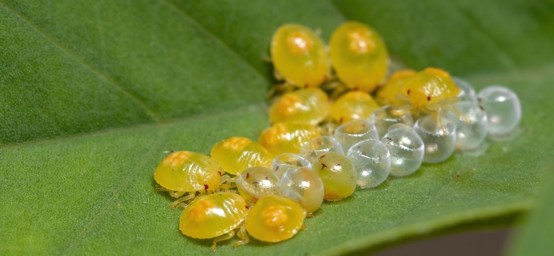 R�zne druhy bzd�ch maj� r�zne vaj��ka a nymfy.