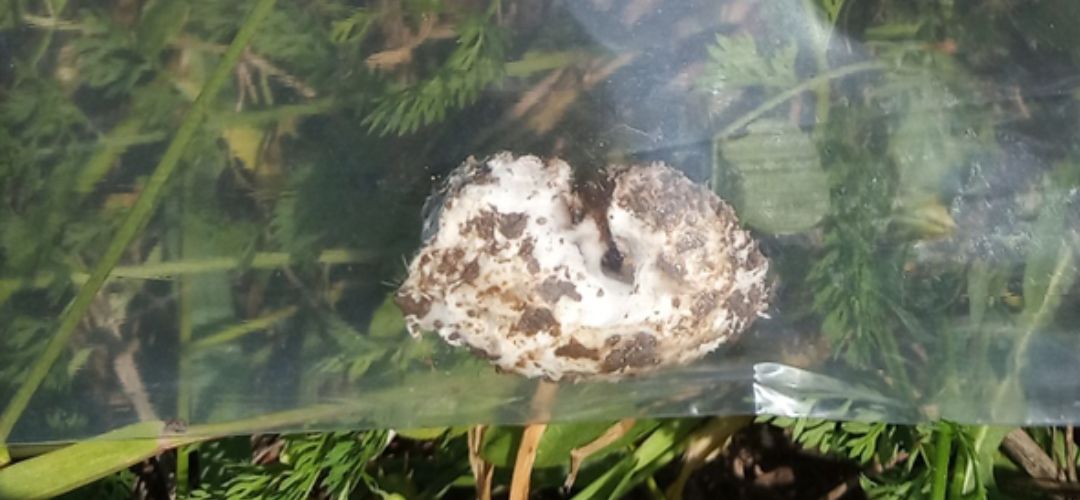 Larva chrústa napadnutá mycéliom entomopatogénnej huby.
