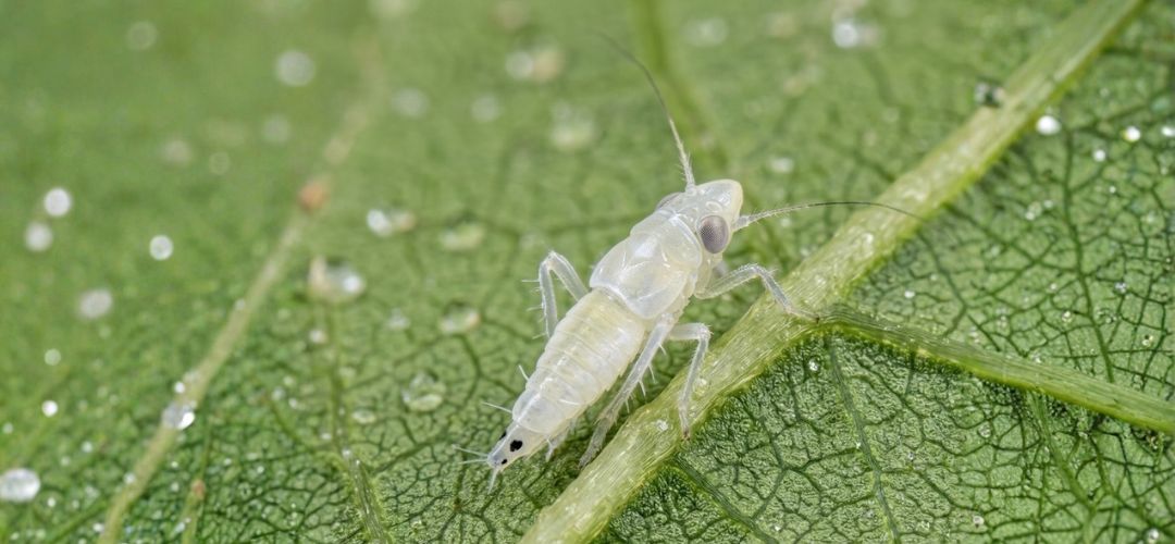 Larva cik�dky vini�ovej s jej typick�mi dvoma �iernymi �kvrnami.