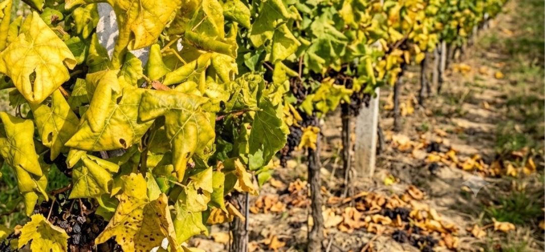 Vini� napadnut� zlat�m �ltnut�m vini�a.