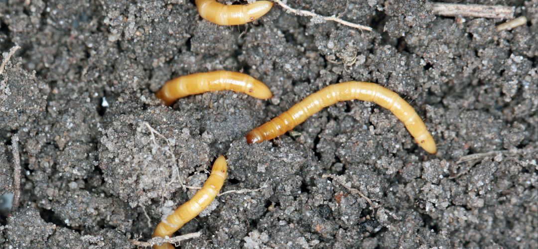 Detailn pohad na drtovca - dlh, tvrd, ltohned larvu.