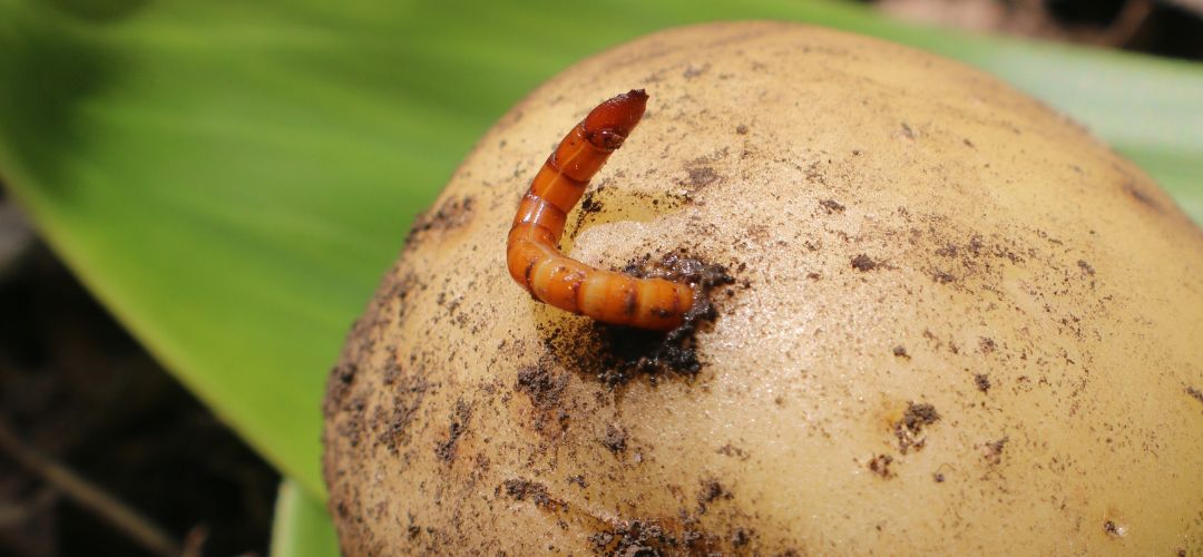 Drtovec (larva kovika) prevtava zemiakov huzu.