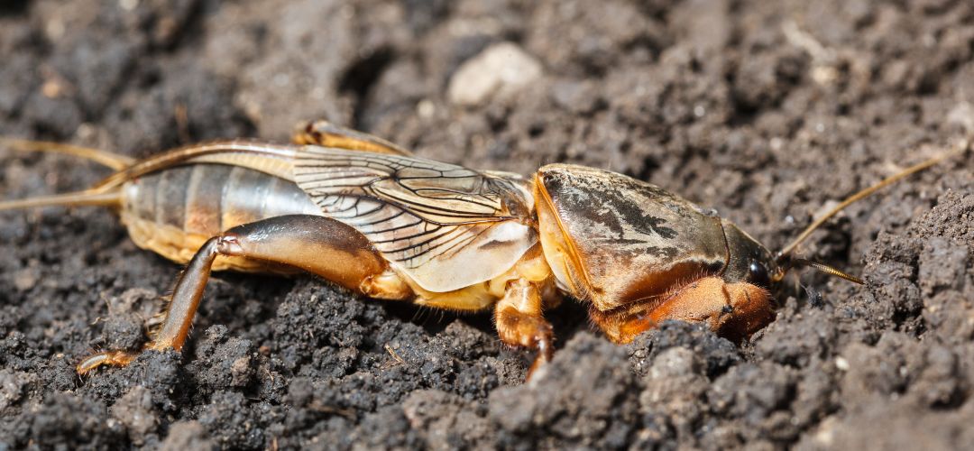 Obrzok dospelho medvedka obyajnho (krtonky) s lopatkovitmi nohami.