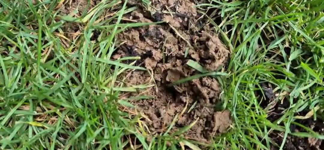 Obrzok pokodenia koreov rastln medvedkom obyajnm.