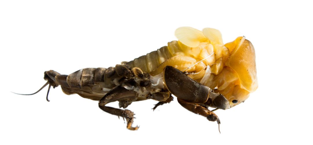 Obrzok larvy medvedka obyajnho (nymfy)