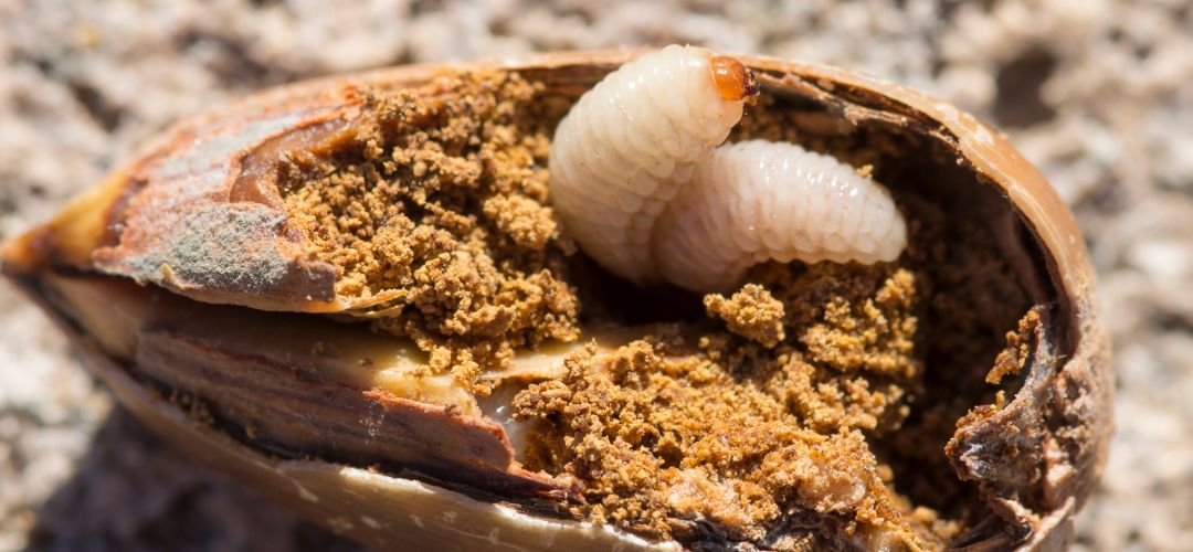 Niektor� druhy nos�nikov sa zameriavaj� na plody.