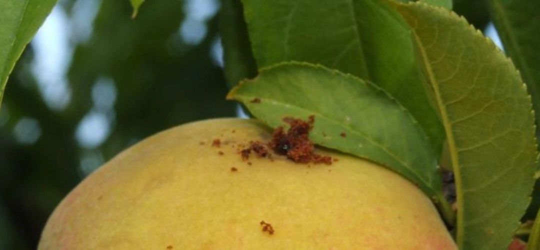 Detail plodu broskyne s charakteristick�m hned�m trusom na povrchu.