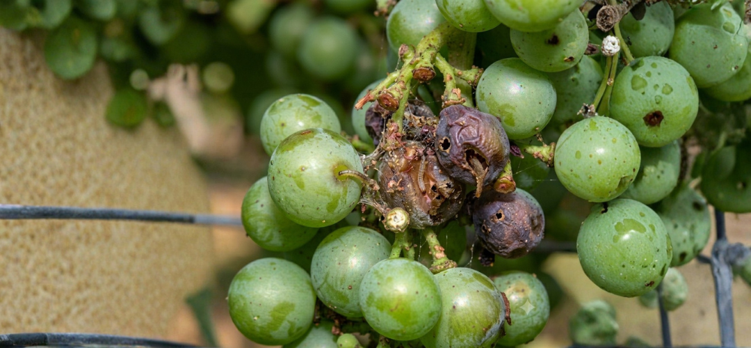 Strapce vini�a po�koden� h�senicami a napadnut� sekund�rnou hnilobou.