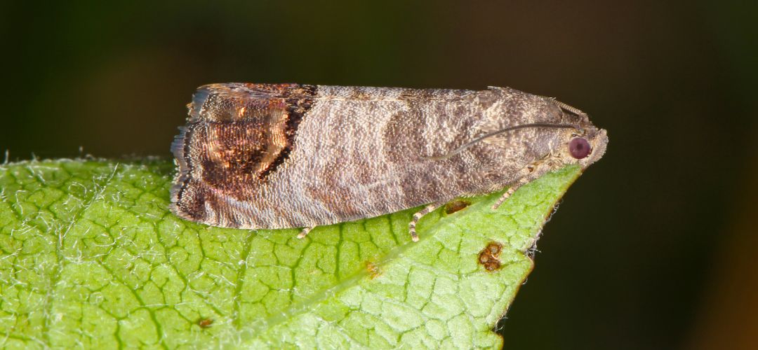 Obrzok dospelho obaovaa jablnho s medenou kvrnou.