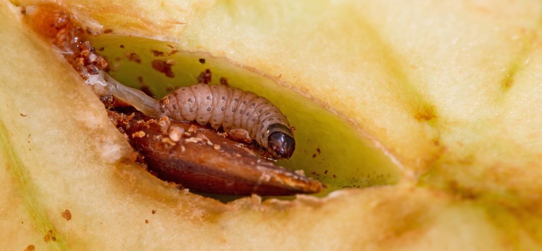 Obrzok hsenice obaovaa jablnho vo vntri jablka.