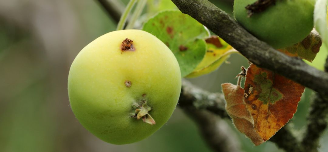 Obrzok pokodenia jablka s trusom larvy.