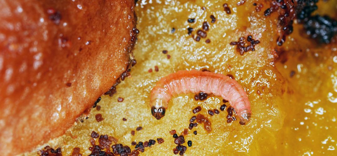 Larva oba�ova�a slivkov�ho vo vn�tri plodu.