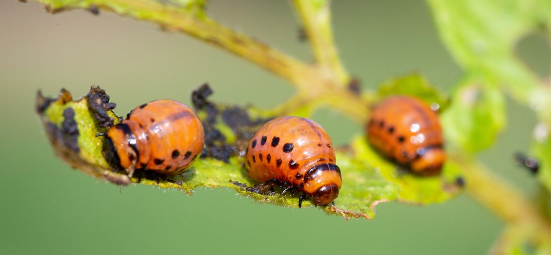 Larvy psavky zemiakovej aktvne poierajce list.