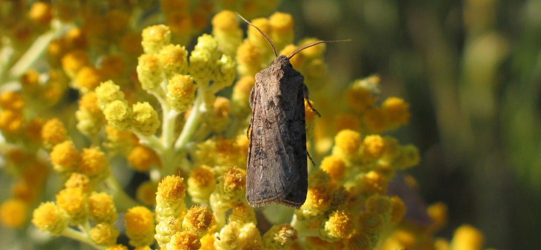 Obrzok dospelho mota siatice oziminovej.