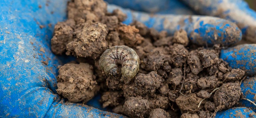 Obrzok hsenice siatice oziminovej.
