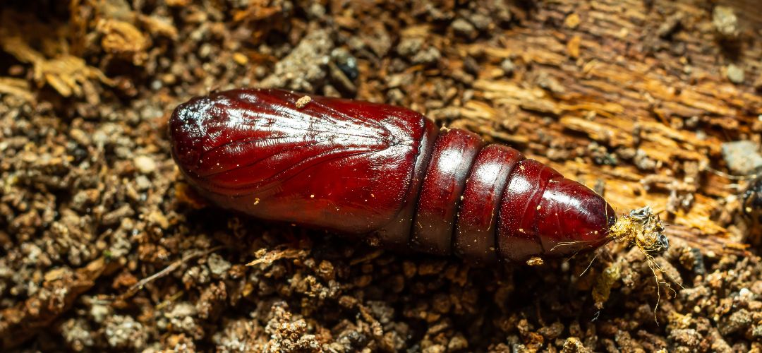 Obrzok kukly siatice oziminovej.