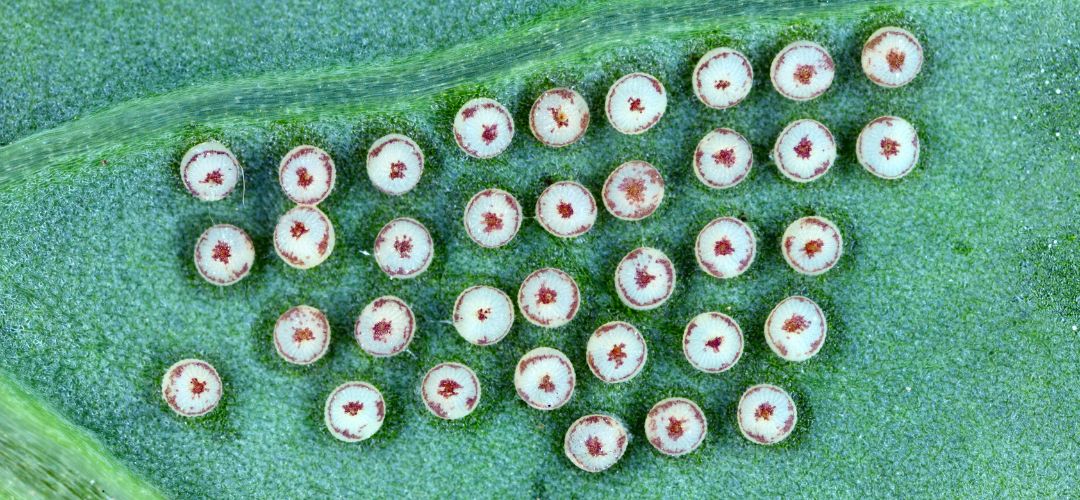 Obrzok vajok siatice oziminovej na liste.