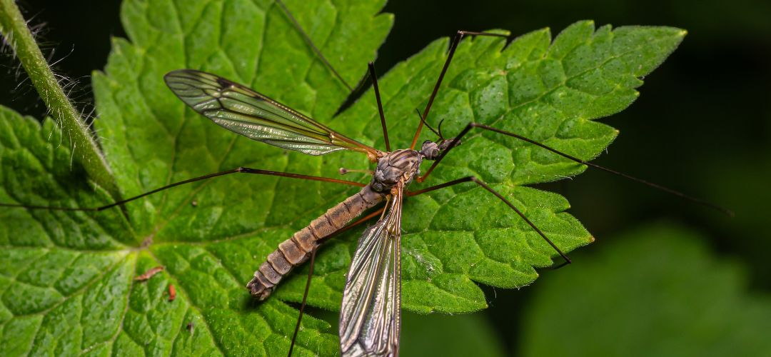 Obrzok dospelho samca tipule bahennej (pakomr)