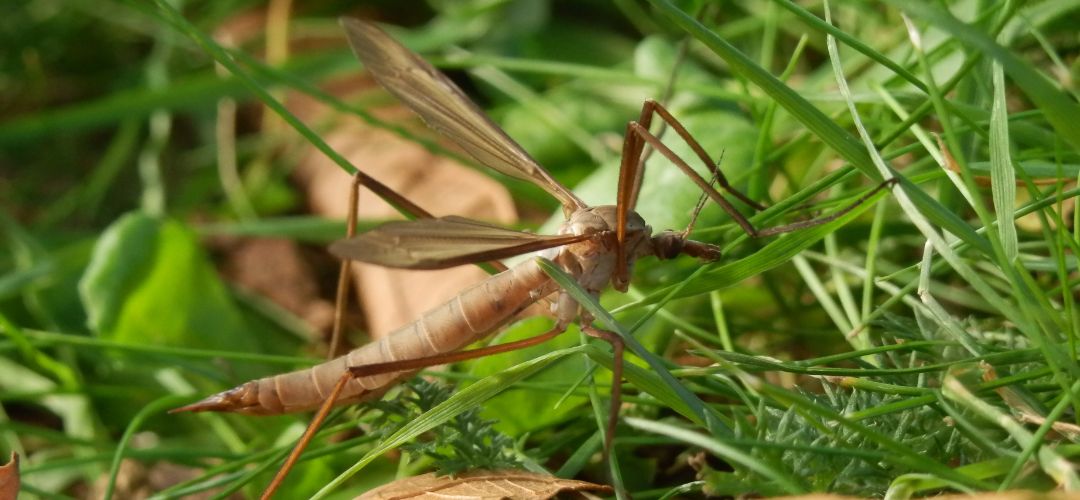 Obrzok dospelej samice tipule bahennej, ktor kladie vajka do pdy.