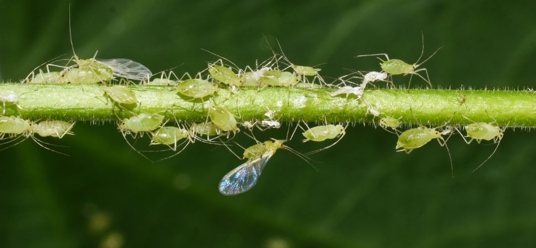 Obrzok kolnie voiek na stonke rastliny.