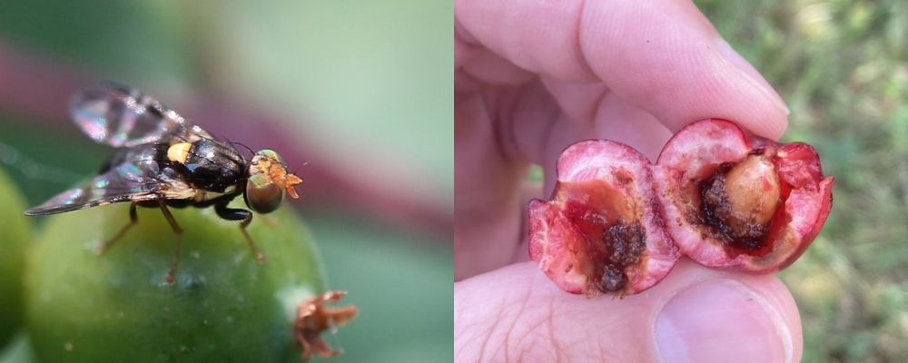 Vtivka ereov a jej larva kodiaca na ereni