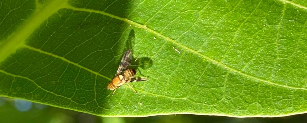 Vtivka orechov na orechovom liste