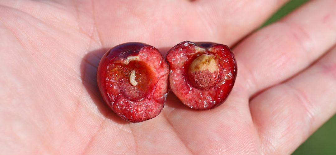 Larva vrtivky �ere��ovej v plode.