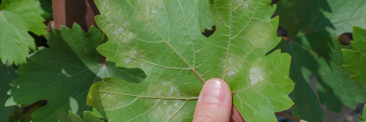 Peronospora vinia, ktor na zadnej strane listu vytvra biele povlaky usporiadan v malch zhlukoch.