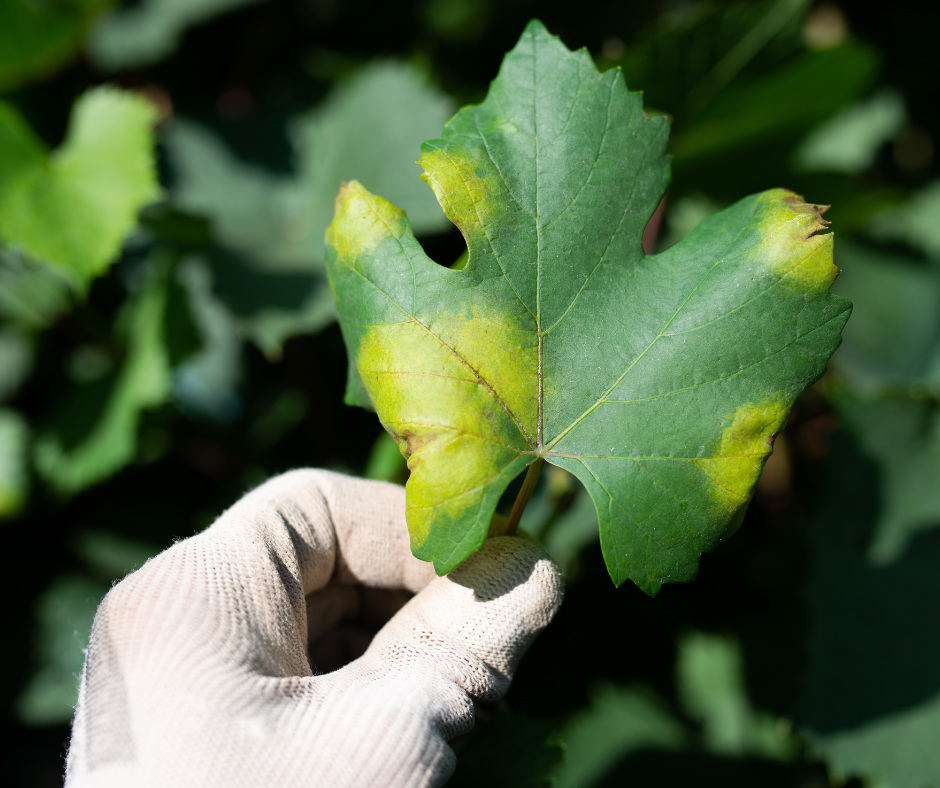 Peronospra vinia