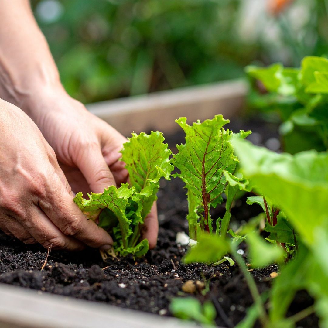 Zdravé pestovanie zeleniny s použitím trichodermy