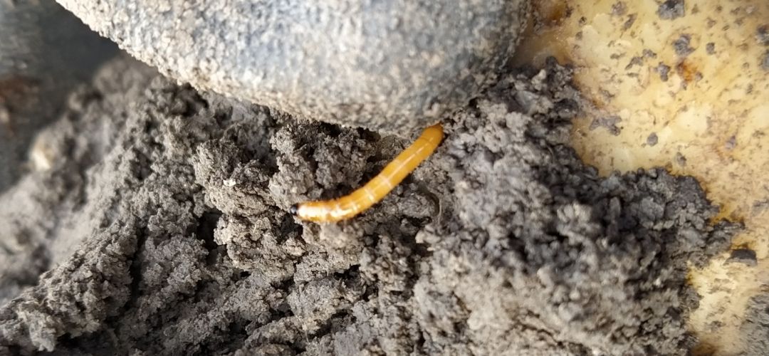 Oranžová larva kováčika, ktorá sa volá drôtovec.