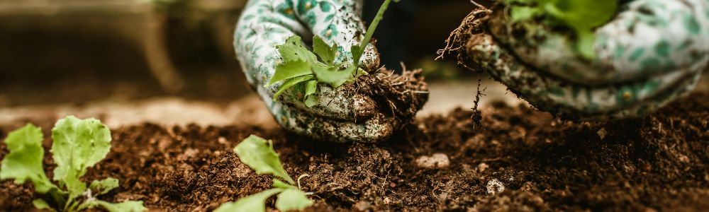 Trichoderma – silná prírodná ochrana pre vaše rastliny Trichoderma – silná prírodná ochrana pre vaše rastliny