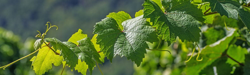 Zlat� �ltnutie vini�a � pr�znaky, ochrana a prevencia