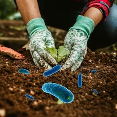 Aplikujte bakt�rie do p�dy.