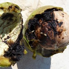 Vrtivka orechov� na orechoch.